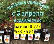 Саженцы винограда, малина ежевика клубника слива