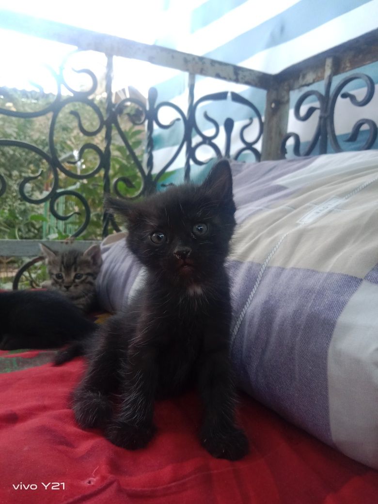 Отдам котят в добрые руки 2 мальчика 1 девочка