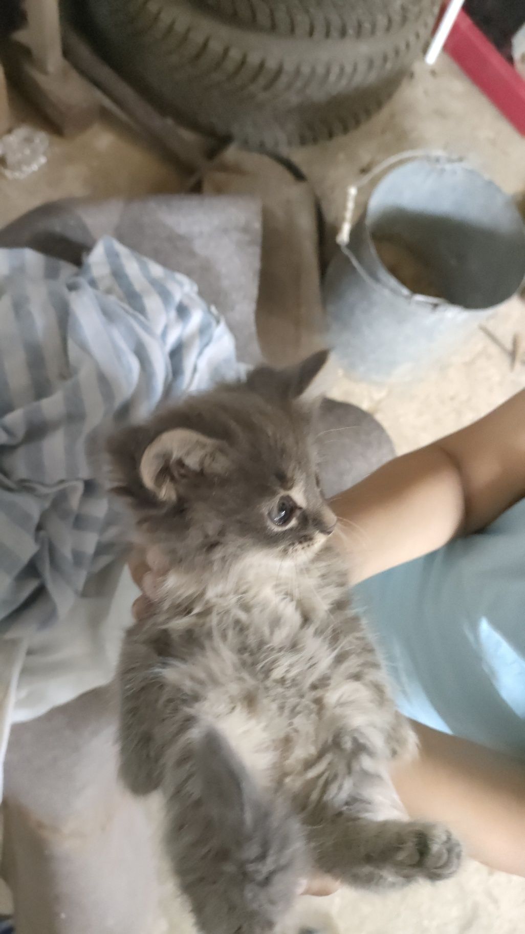 Котята в хорошие руки. Бесплатно