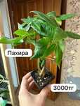 Уомнатные растения , доставка бесплатно от 3000 тг