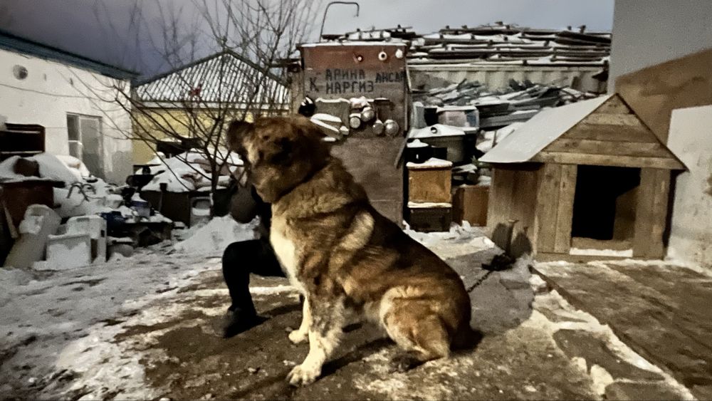 Вязка, Собака  казахский тобет Паспорт имеется