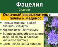 Семена сидерата фацелия