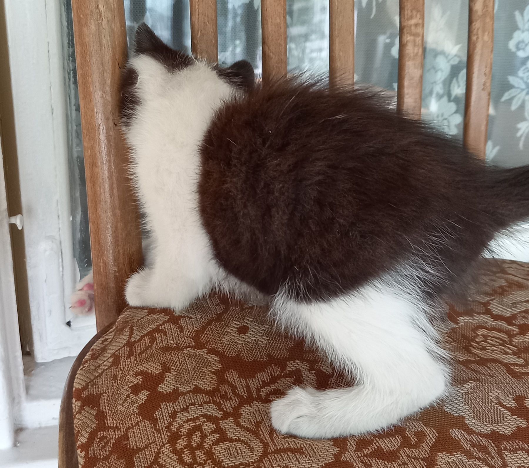 котёнок  бесплатно