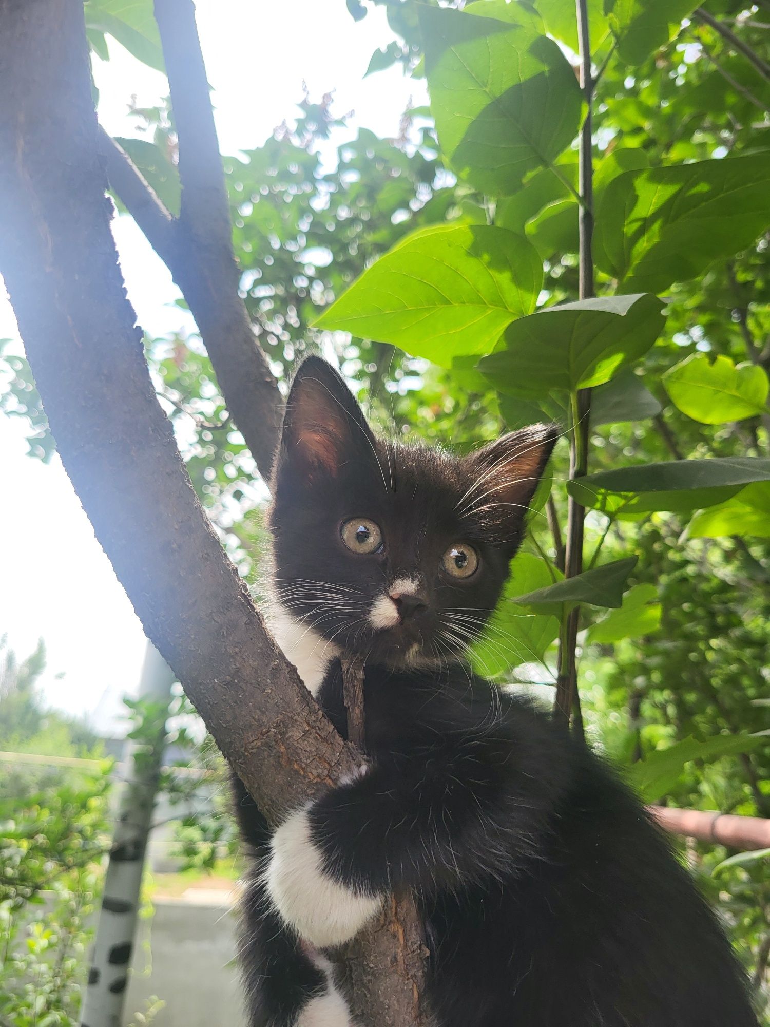 Отдаем котят в добрые руки