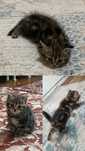 Кошка котят мальчик