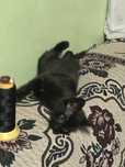 Котенок в добрые руки срочно