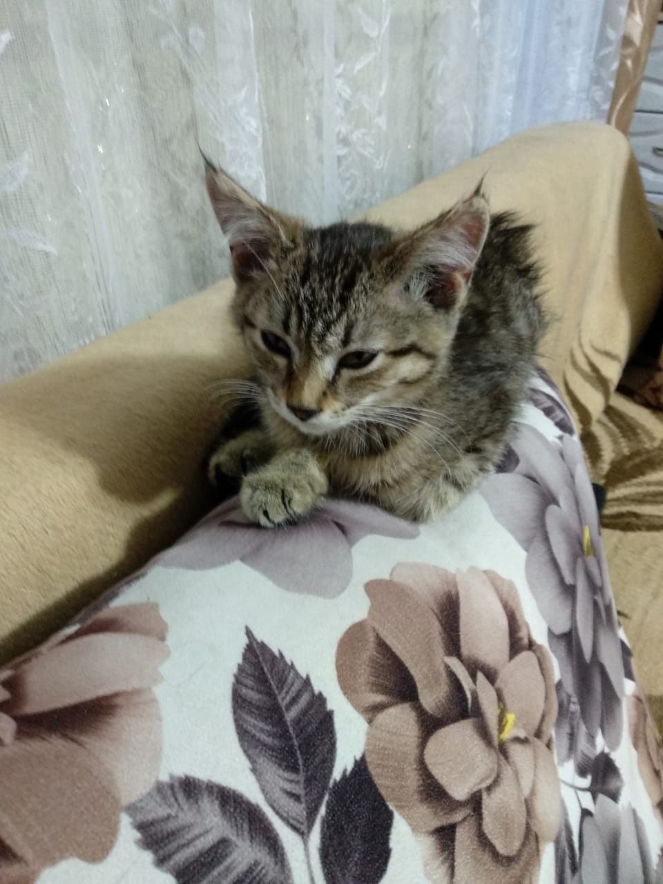 Котенок ищет любящую семью