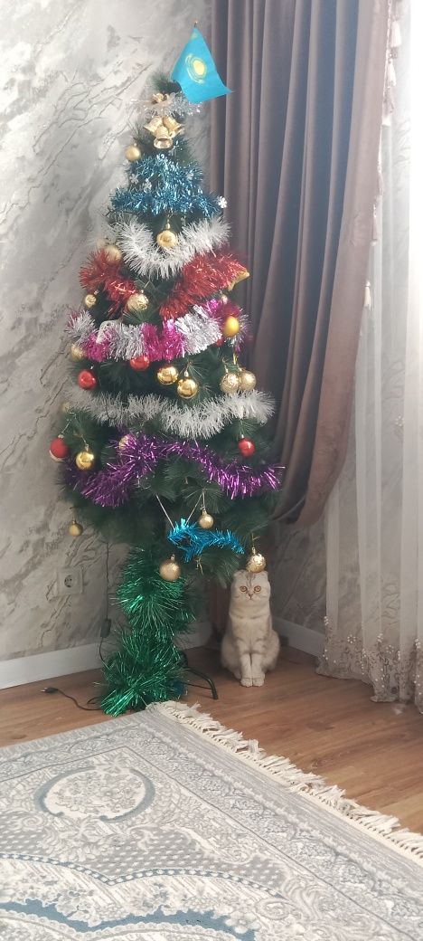 Вязка (шотландский вислоухий котик )