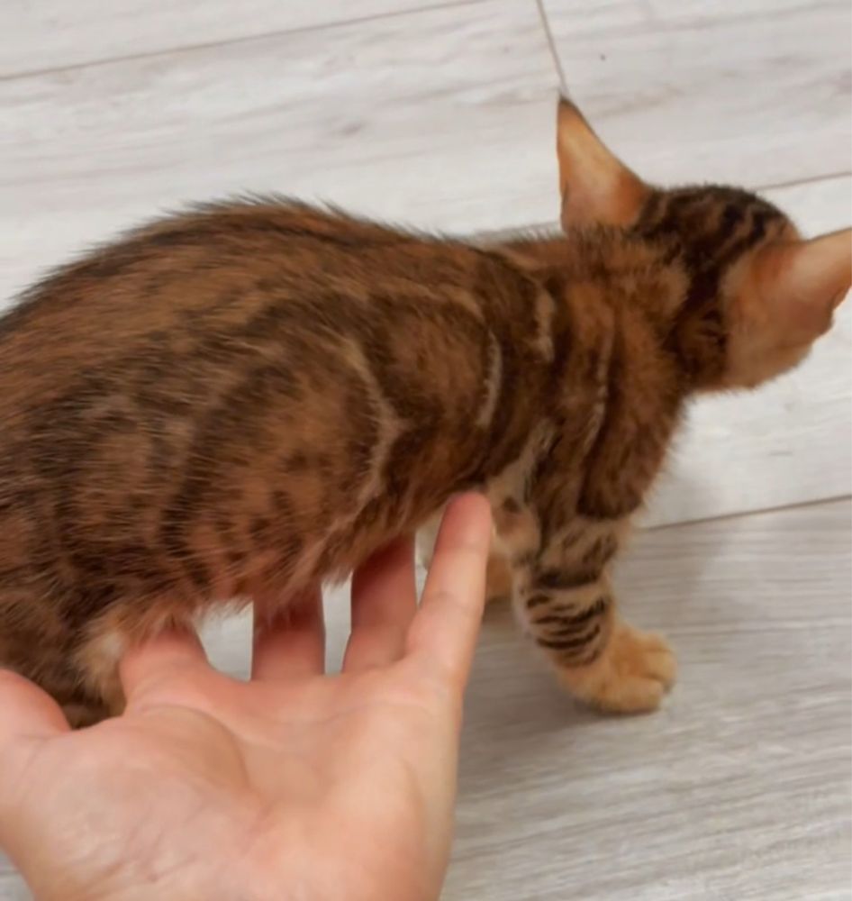 Бенгальские котята