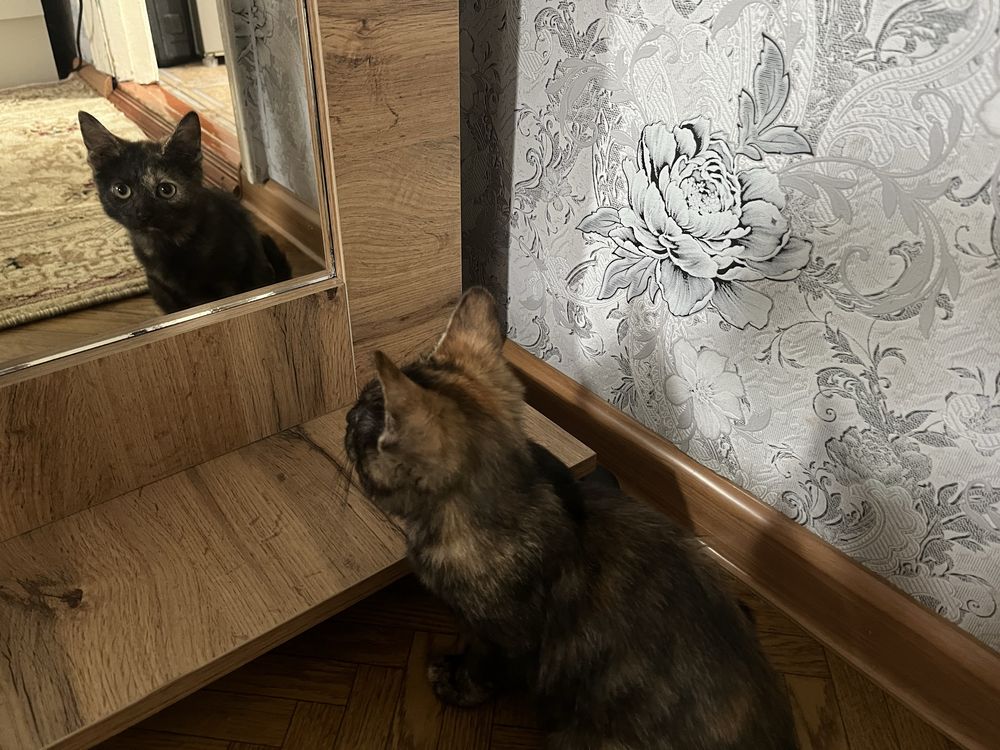 Отдам котенка в добрые и заботливые руки