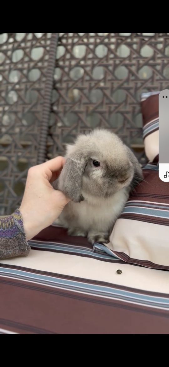 Продам чистокровного минилопа