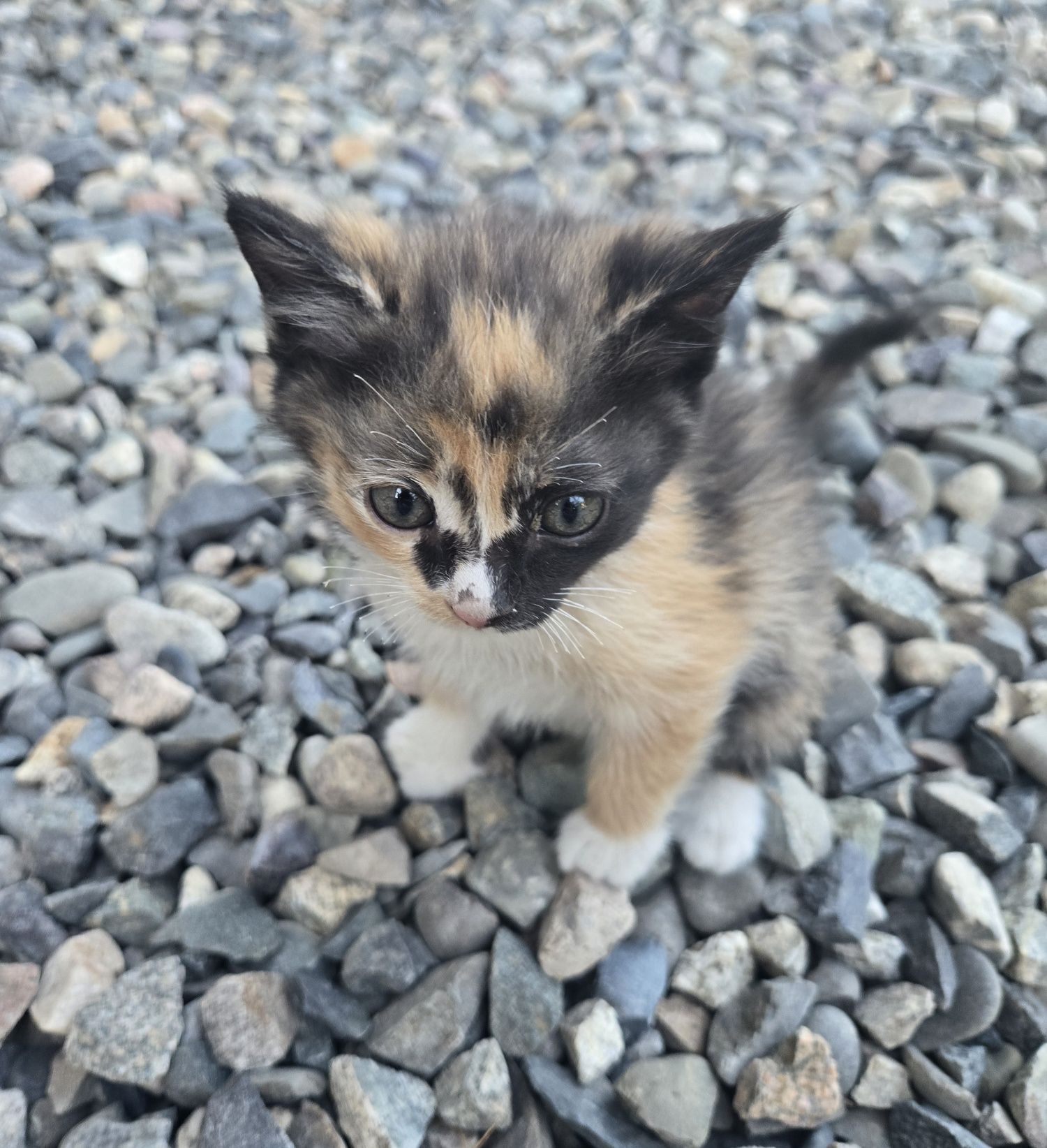 Котята бесплатно
