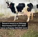 Стель корова порода красная степная