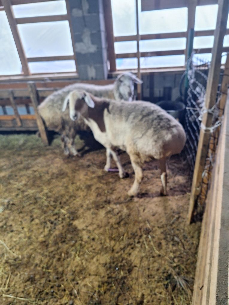 Жирные Бараны продажа в городе!