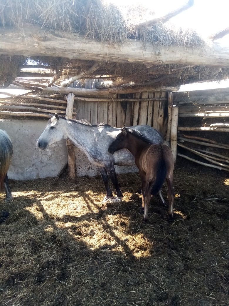Продам кобылу с жеребенком.