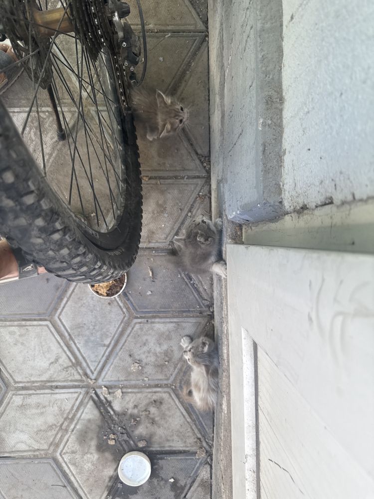 3 котята ( можно по одному )