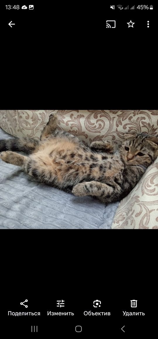 Отдаём кошечку 1.5 года