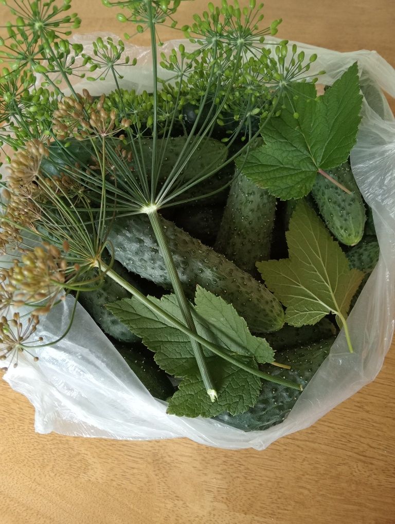 Продам свежие огурцы с огорода