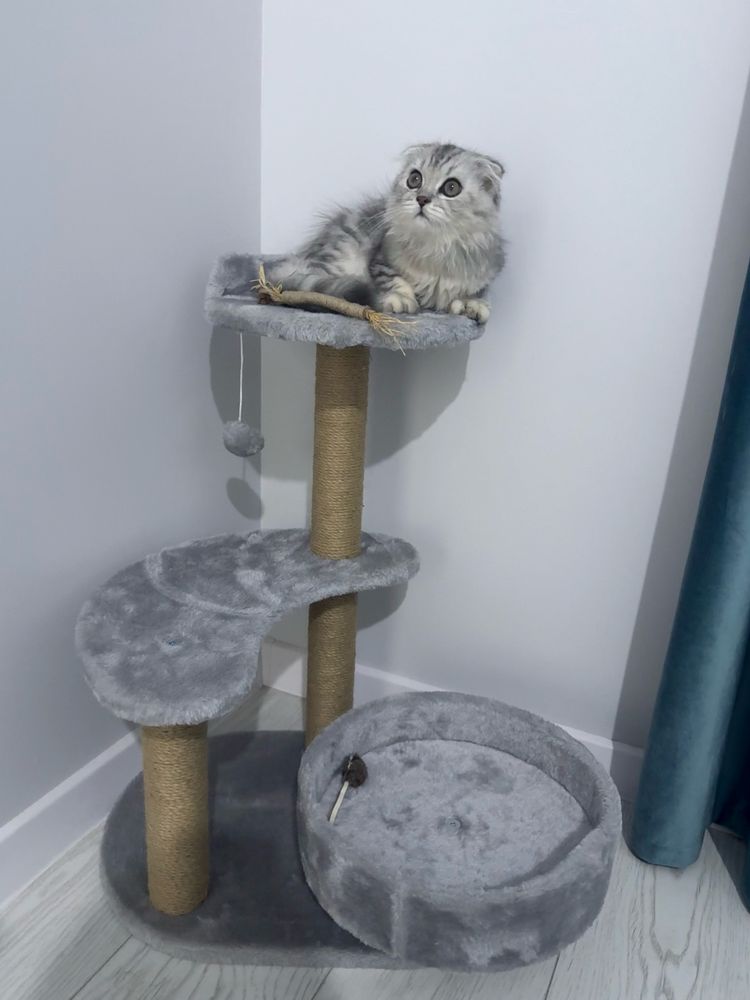 Котенок. Мысық. Кот. Кошка