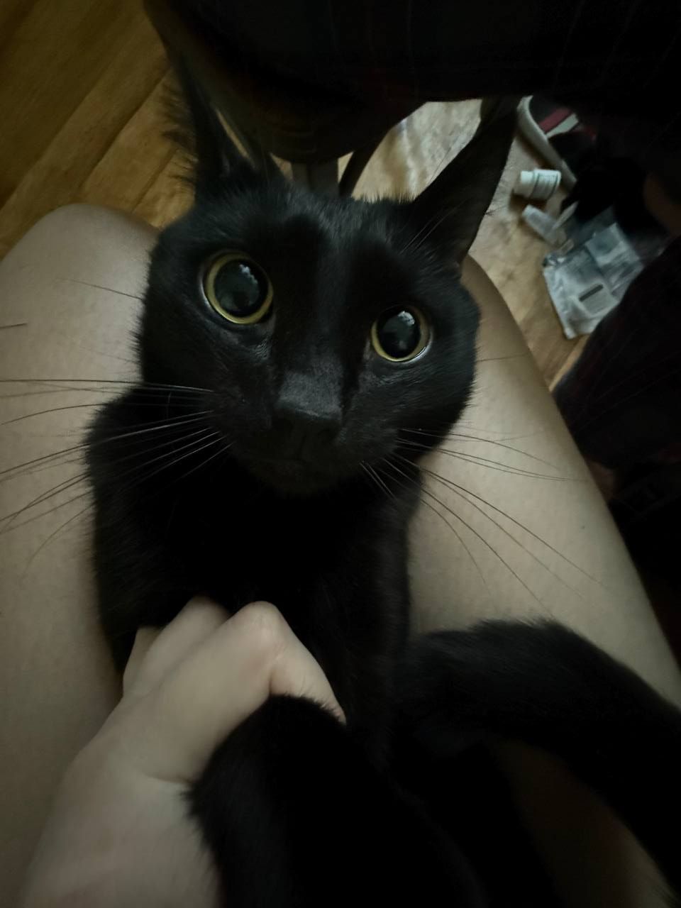Кот на вязку, полусиамец