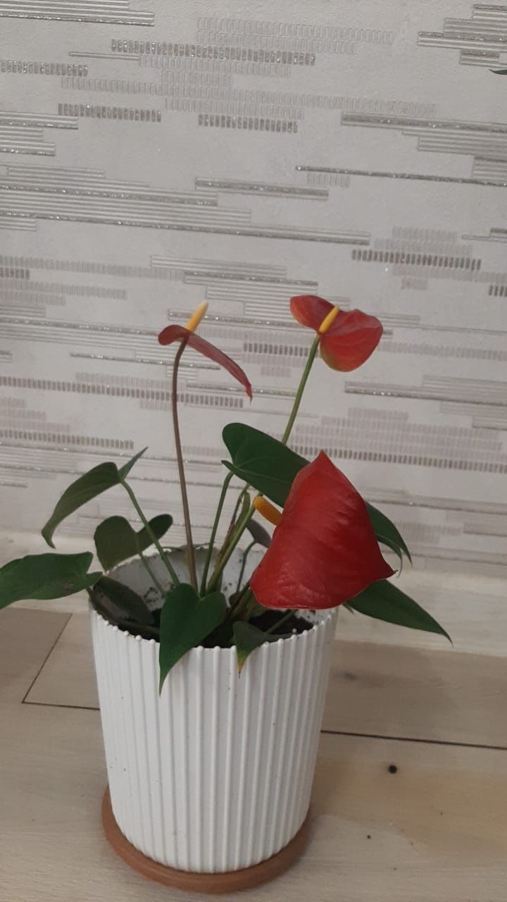 Комнатные декоративные цветы
