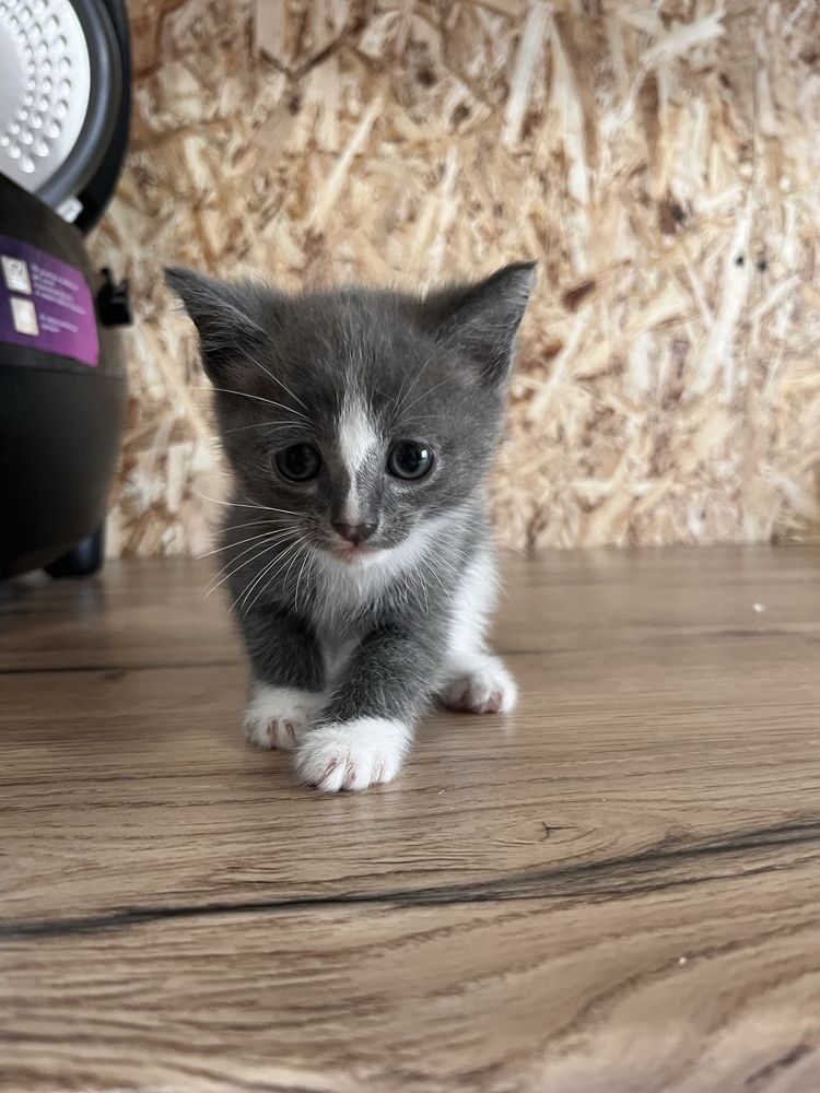 Отдам котят в добрые руки