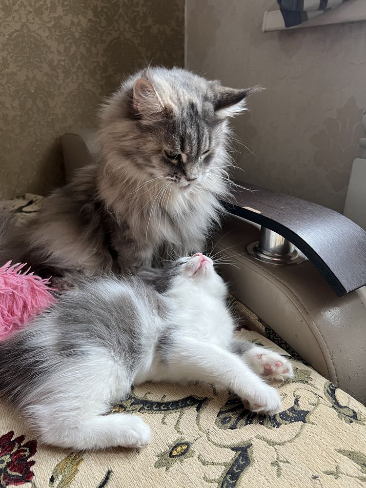 Продаю котят Мейн кун
