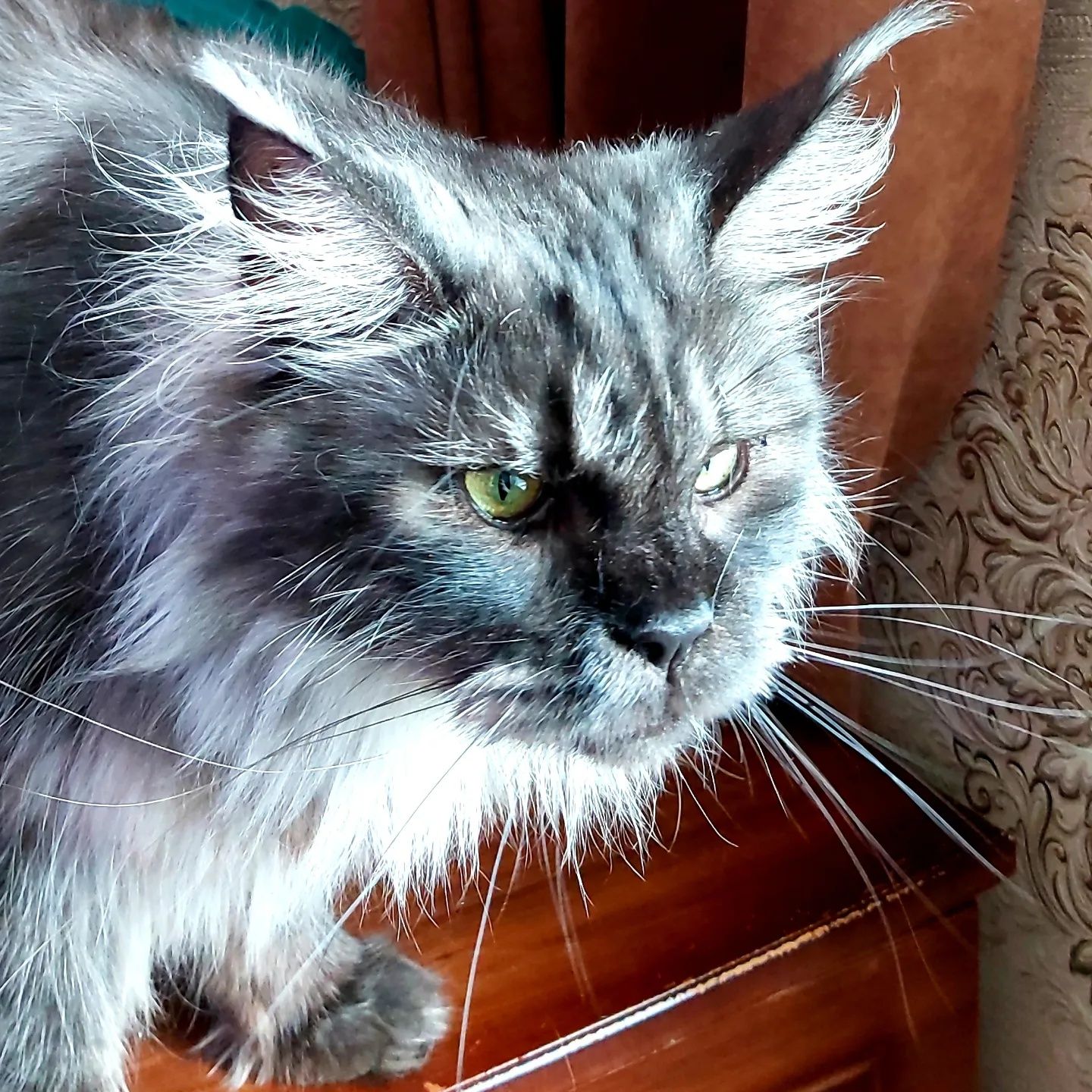 Гигантские Кошки. КОТЯТА Мейн- Кун