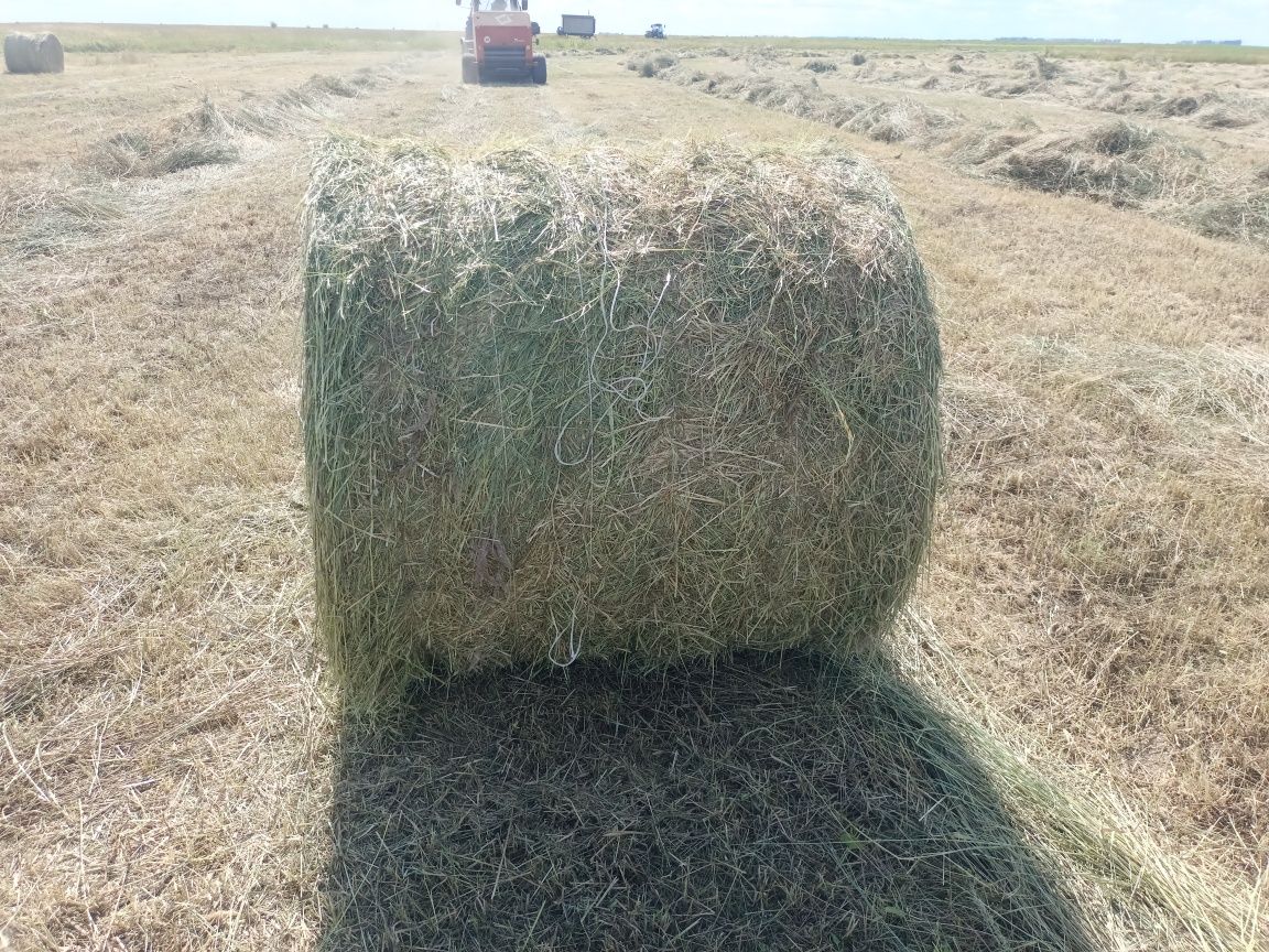 Продам сено в рулонах  луговое разнотравье.
