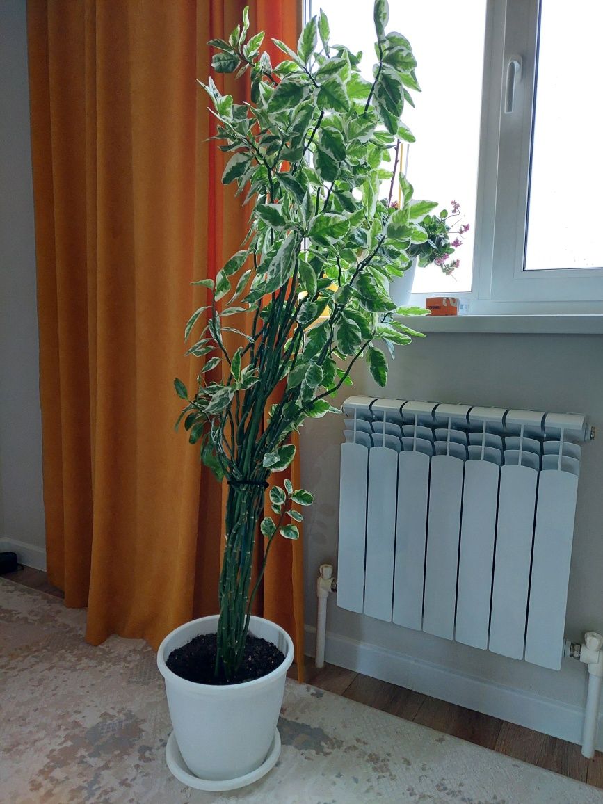 Продам растение Педилантус