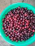 Продам вишню домашнюю