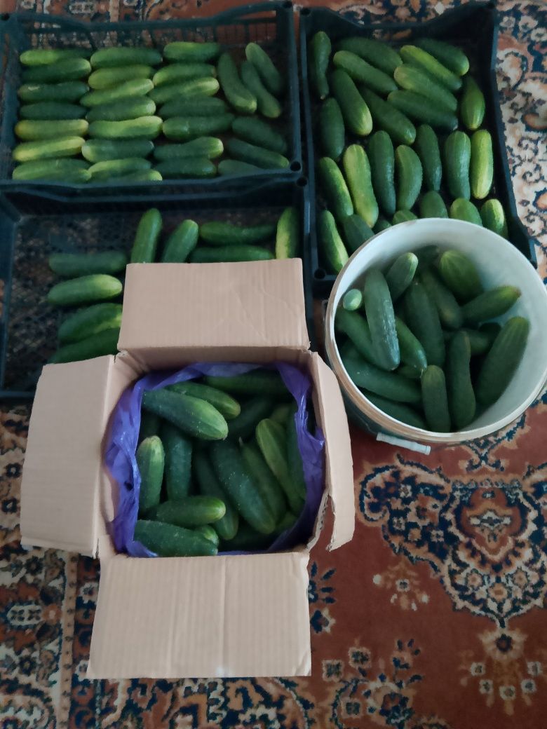 Продам домашние огурцы
