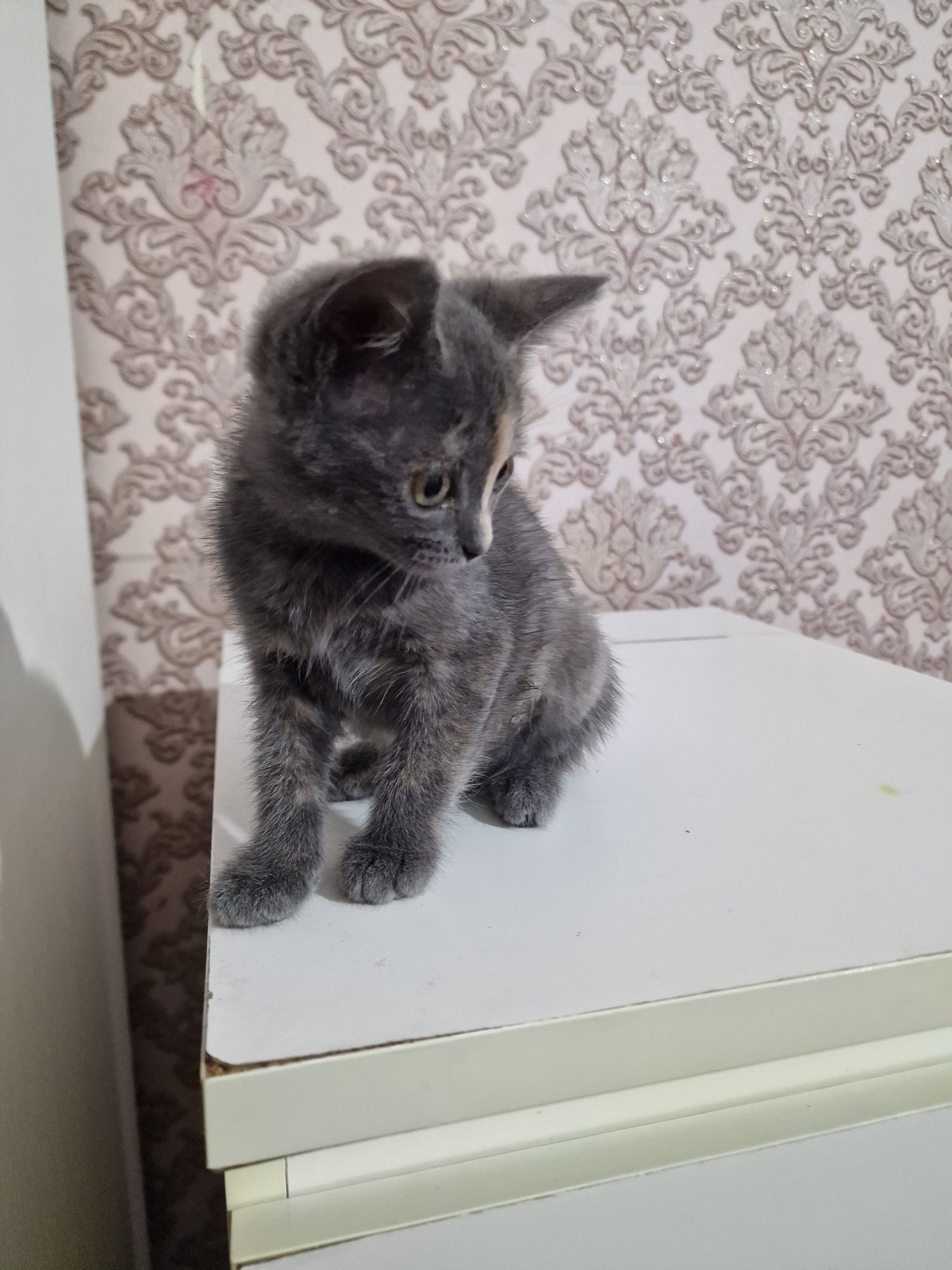 Кошечка ищет семью. Бесплатно