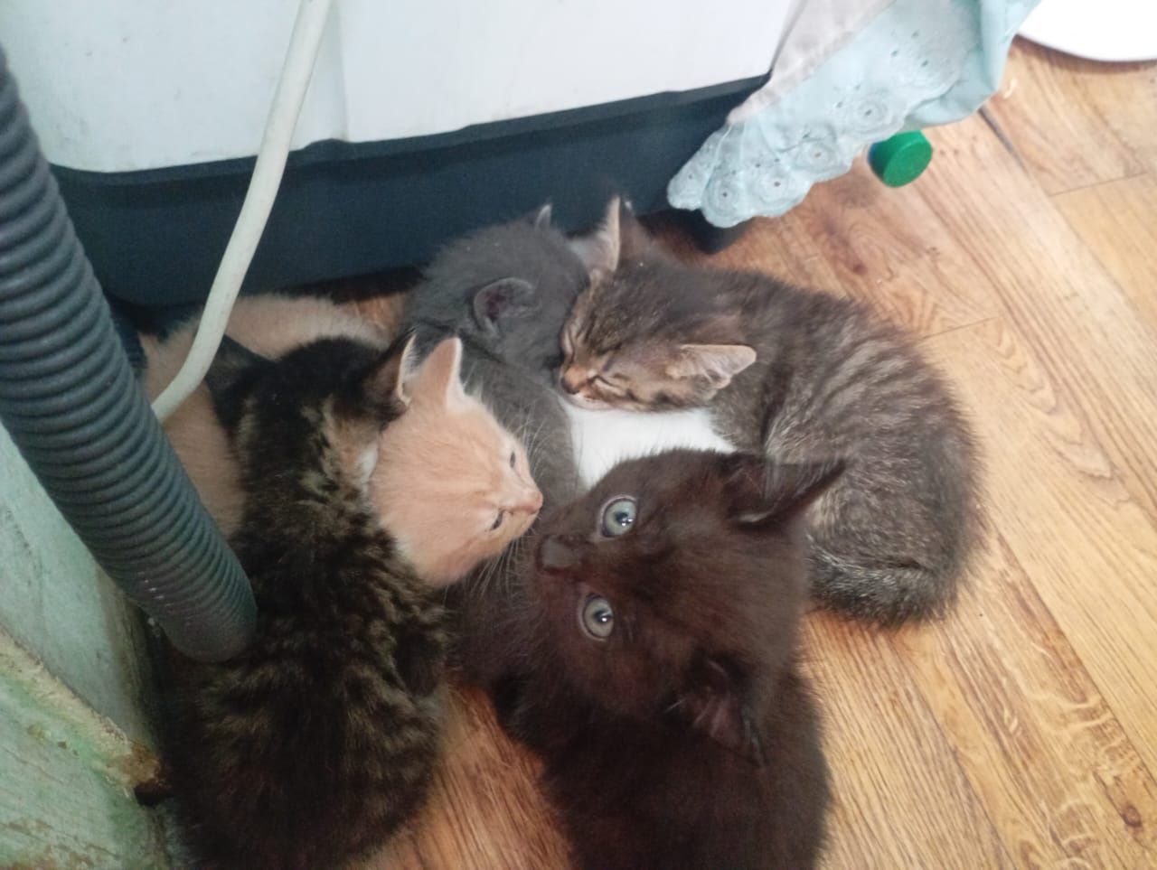 Отдам котят в добрые руки.