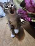 Отдам котенка! Срочно!
