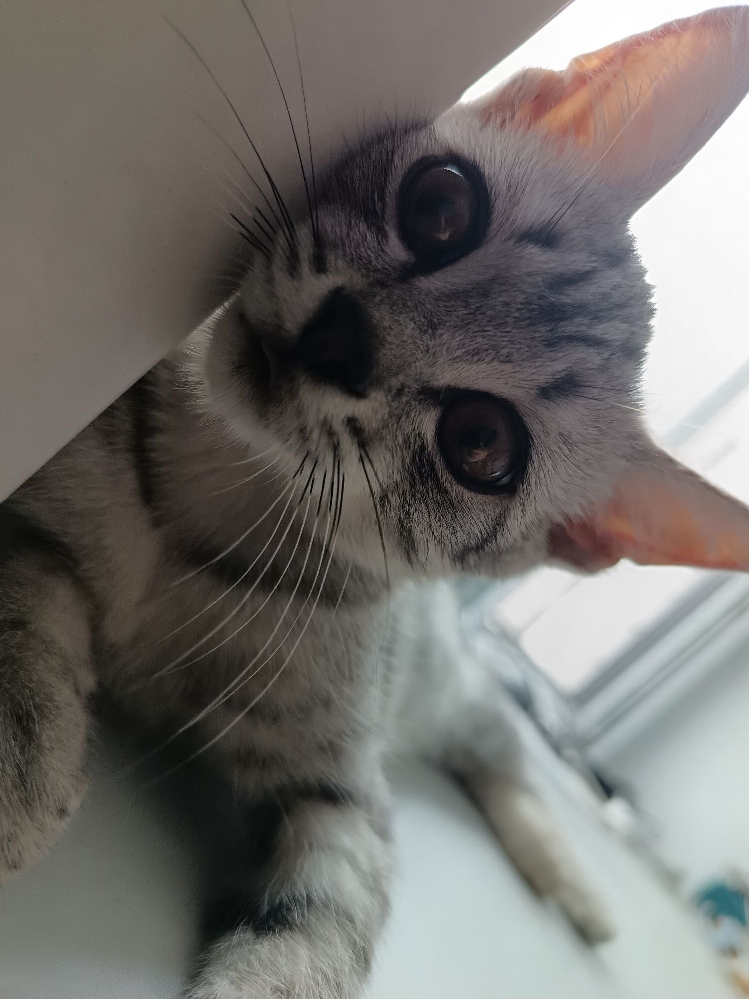 Отдам котенка смесь британца