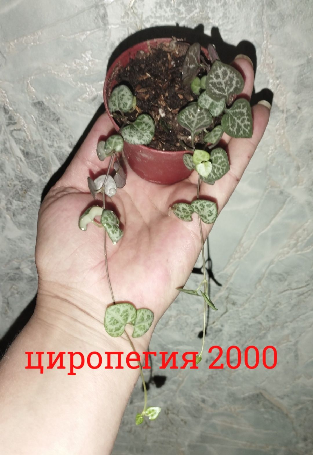 Цветы  комнатные