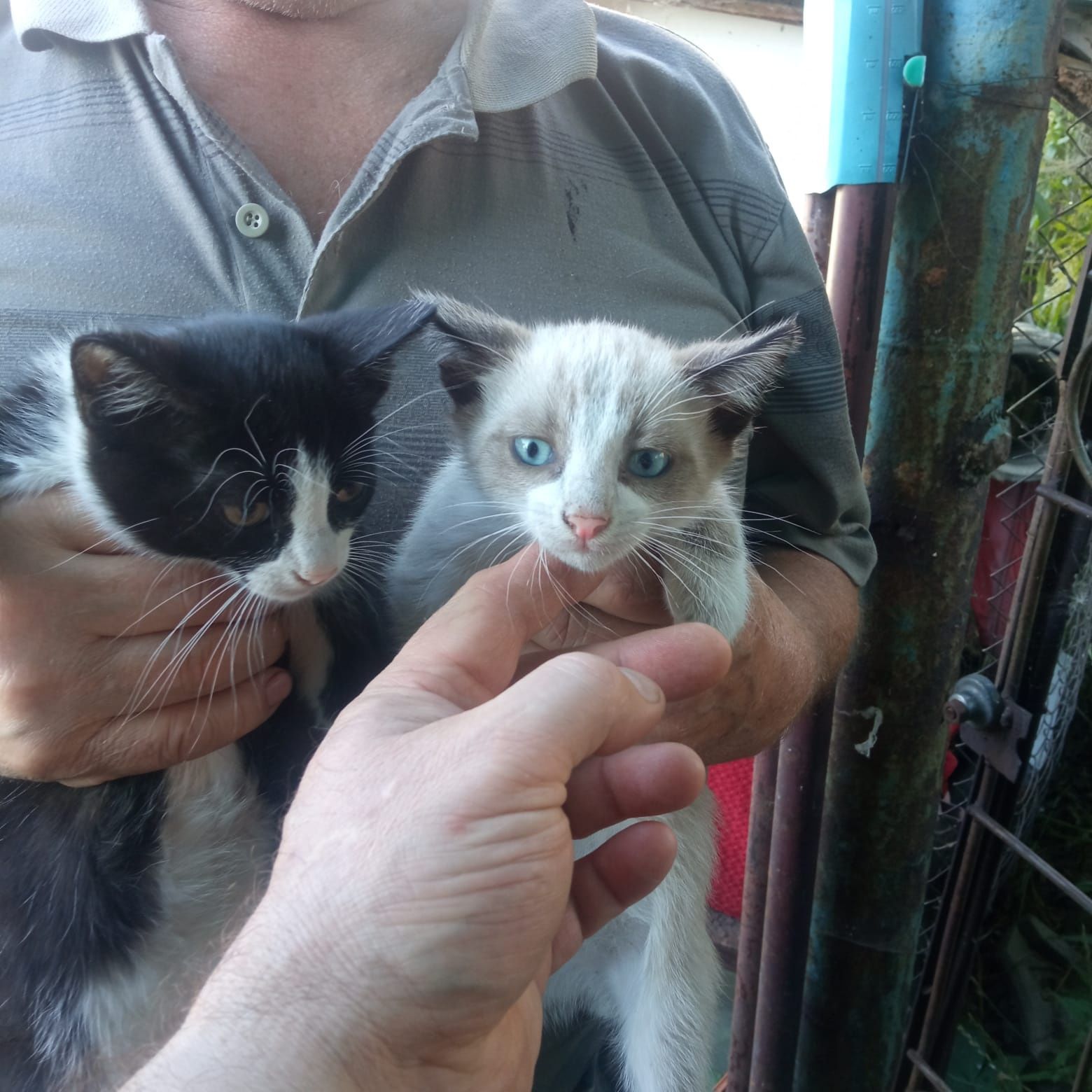 Котята мальчик и девочка