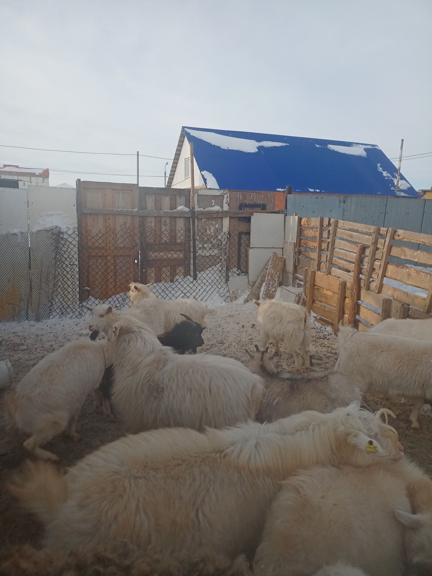 Продам козёл два года есть годик
