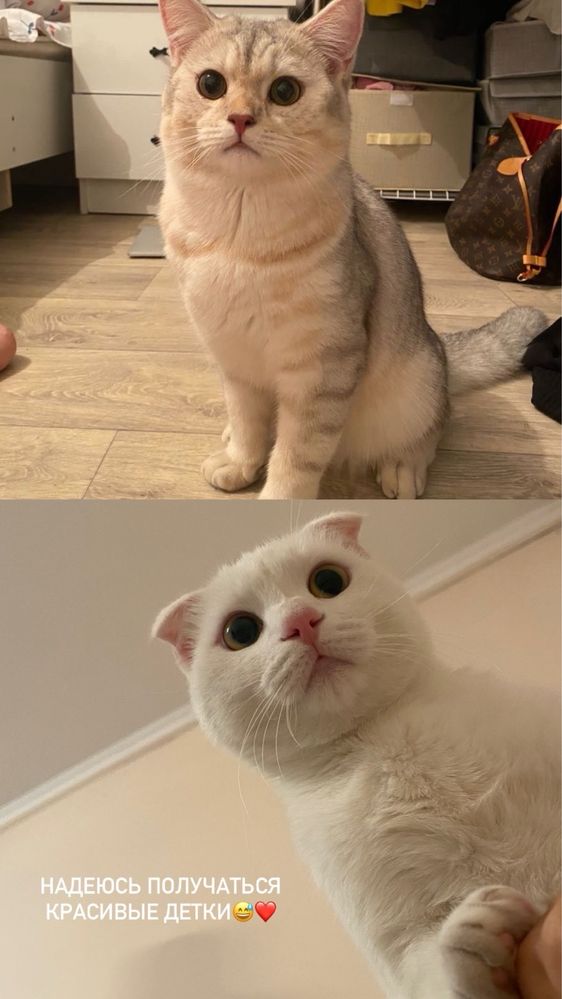 Котята вислоухие