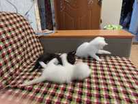 Отдам котят, 1 месяц