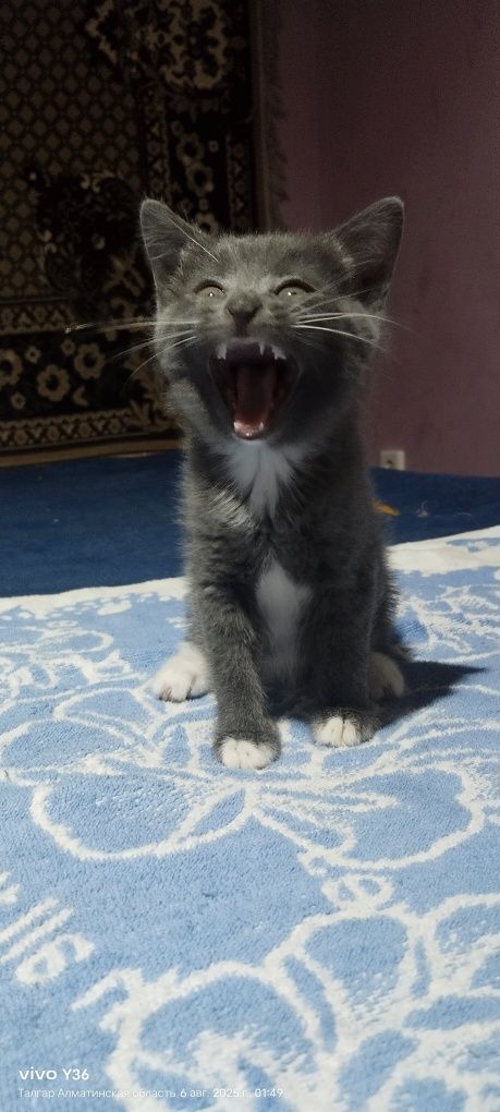 Котята ищут дом.