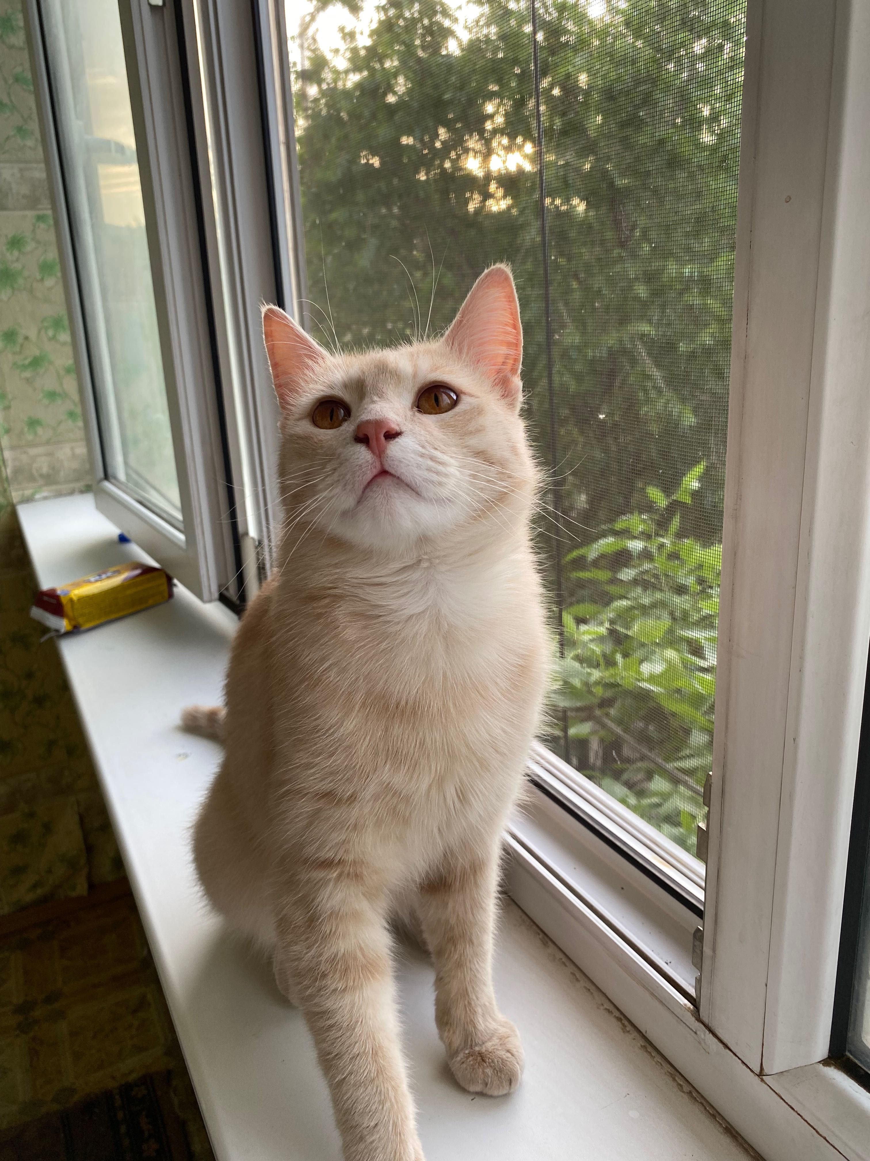 Кот домашний в хорошие руки бесплатно