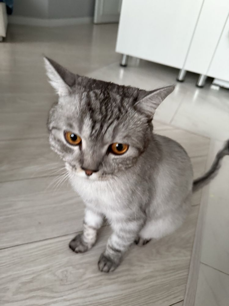 Кот 1,5 годика скотиш фолд