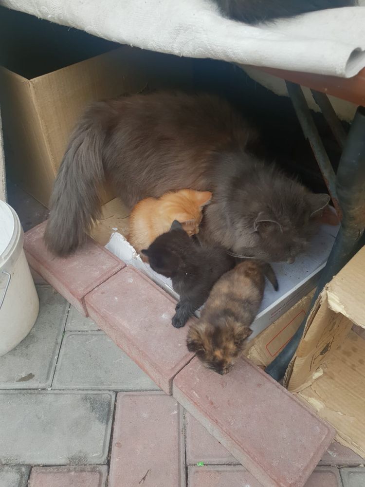 Отдам котят в добрые руки