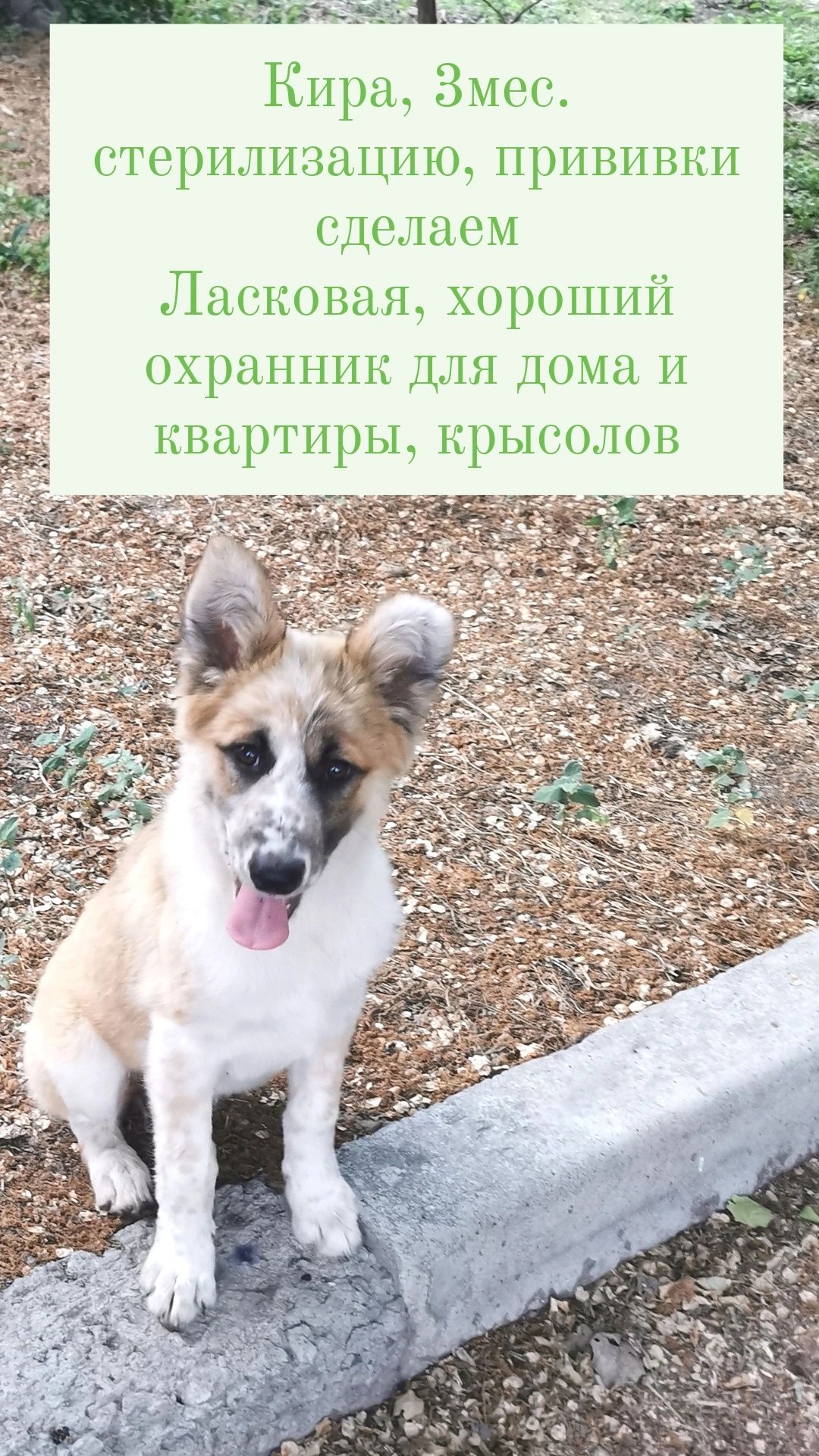 Щенки, девочки, 3 и 4.5 мес, красивые, чистые, ухоженные
