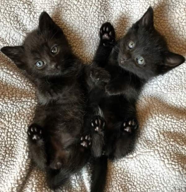 Котята домашние!
