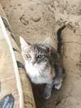Котики отдам в добрые руки