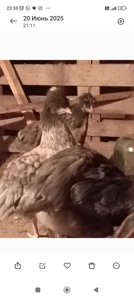Продам куриц и уток