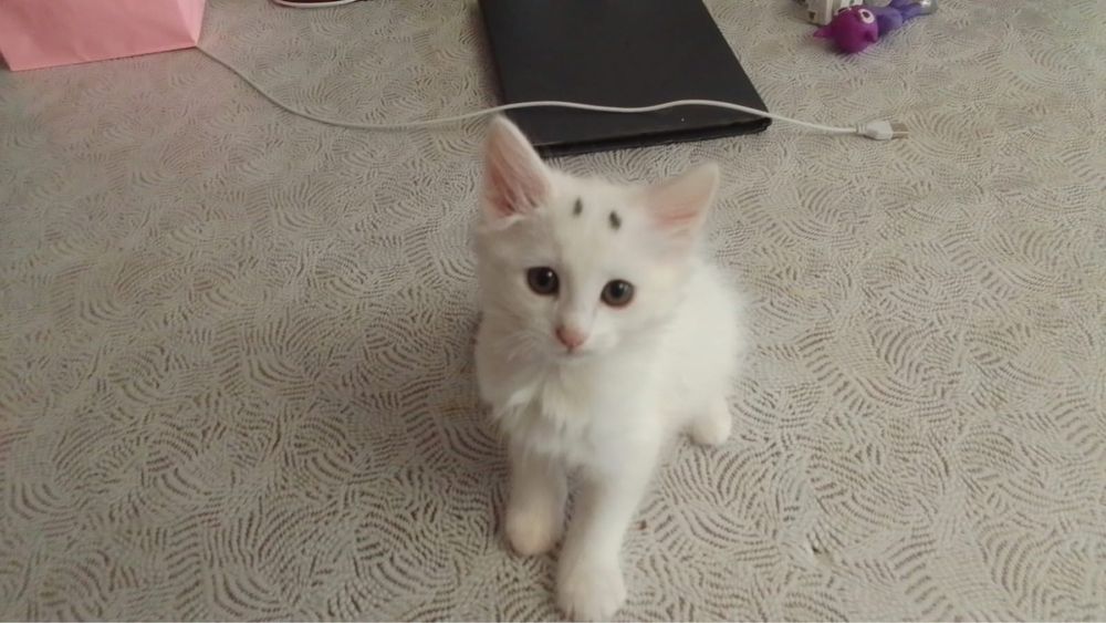 Отдам очень красивых котят в любщие и отвественные руки!
